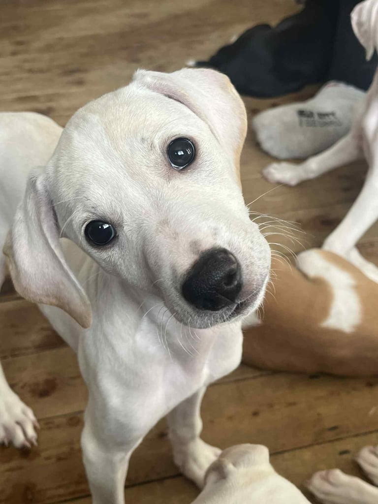 Lurcher pups