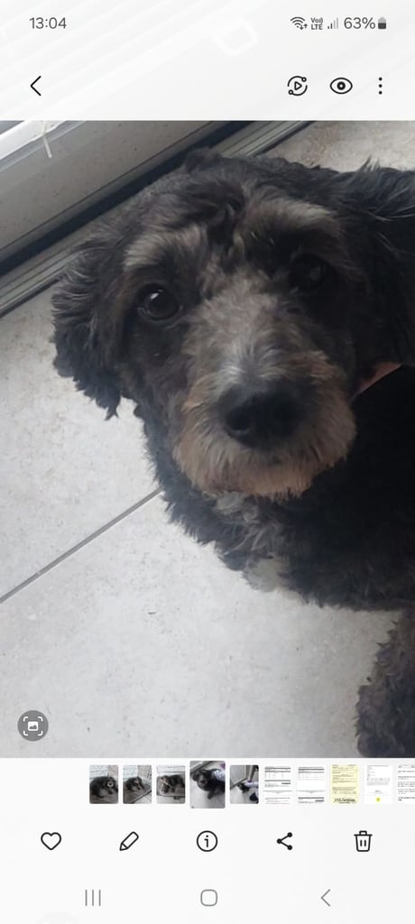 Cockapoo