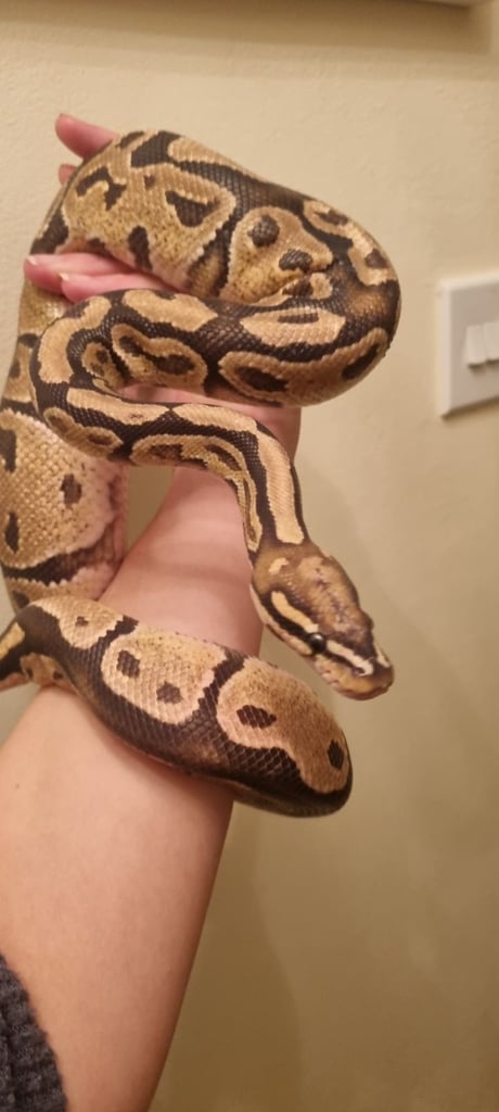 Royal python and vivarium