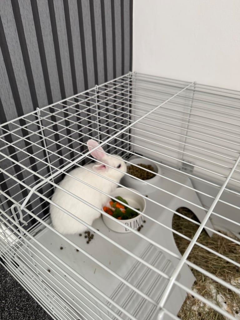 2 female bunnies