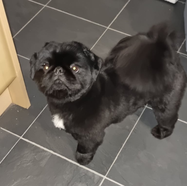 Pekingnese Dog 