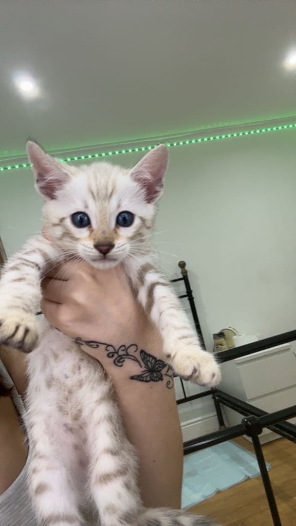 1 SNOW BENGAL LEFT (lower price)