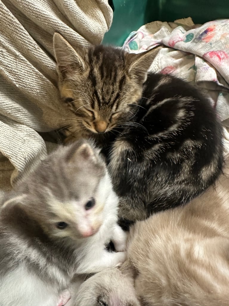 Ragdoll cross kittens 
