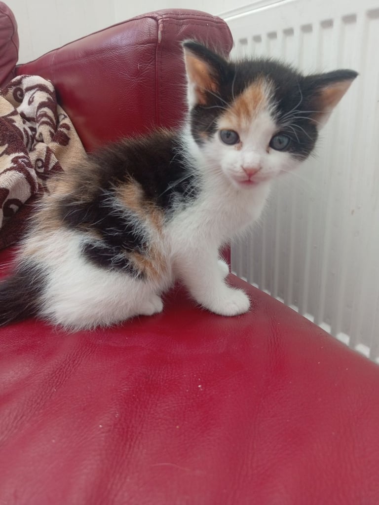 Kittens
