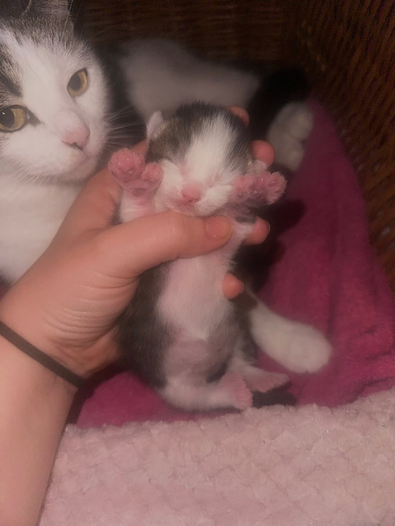 Kittens looking for forever homes 