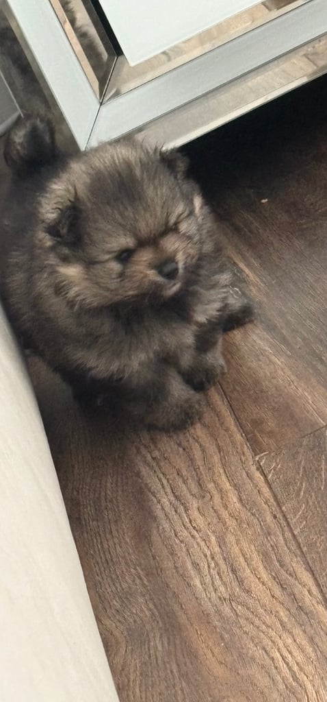 Pomeranian Puppies Ready To Reserve