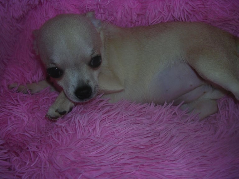 Full Breed Chihuahua puppies 1 Girl 2 Boys
