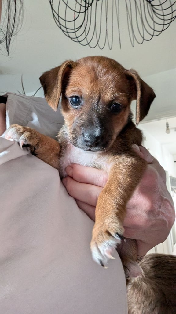 Toy fox terrier cross jack russell 3 left 