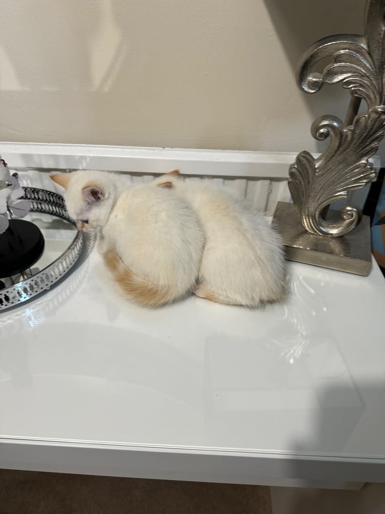 Flame point shorthair kittens 