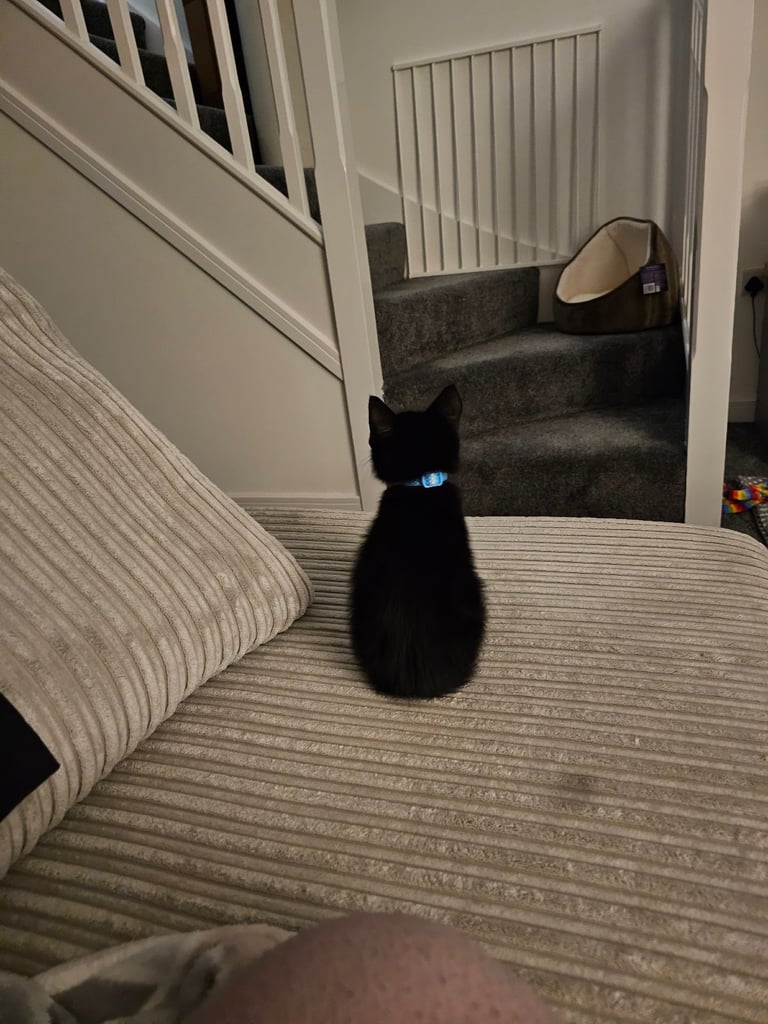 Cat for Rehoming