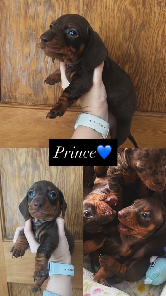 Stunning Miniature Dachshund Puppies