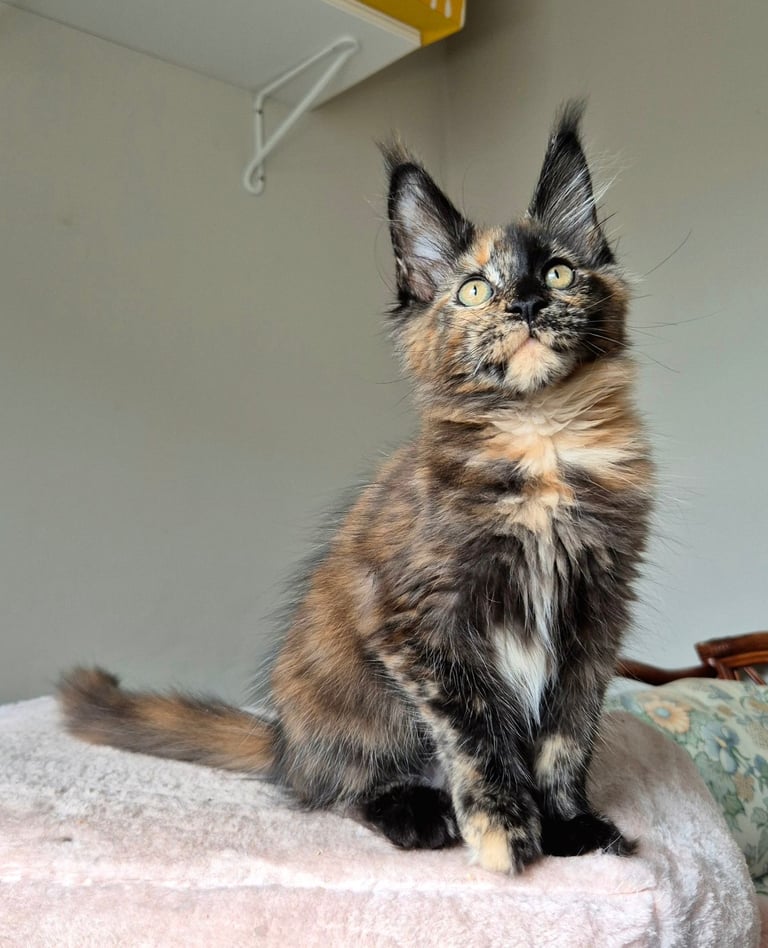 Maine coon gccf reg