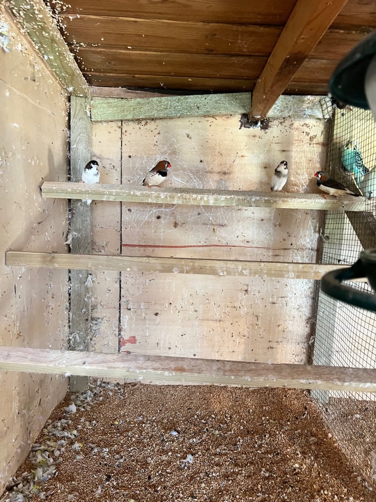 Buddies and finches