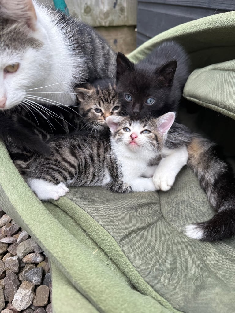 Beautiful kittens for sale 