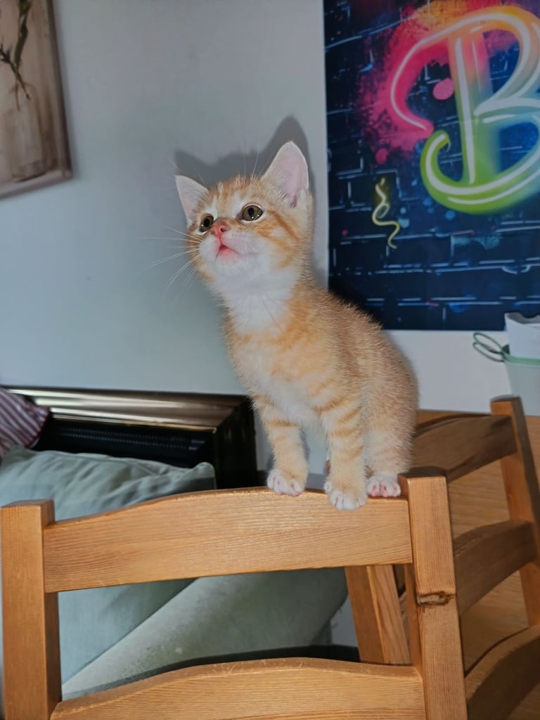 4 cuddly tabby and ginger kittens 