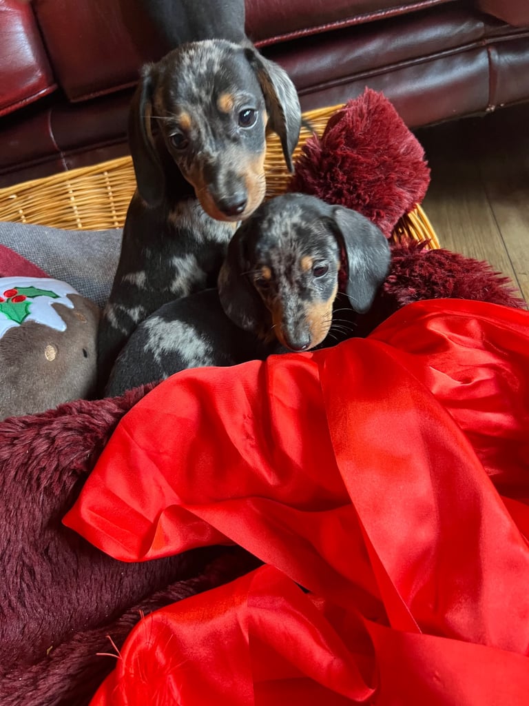 Dachshund puppies 🐶 