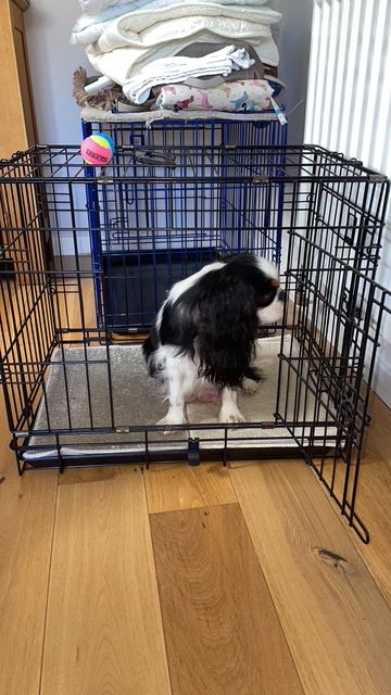 Small Metal Dog Crate