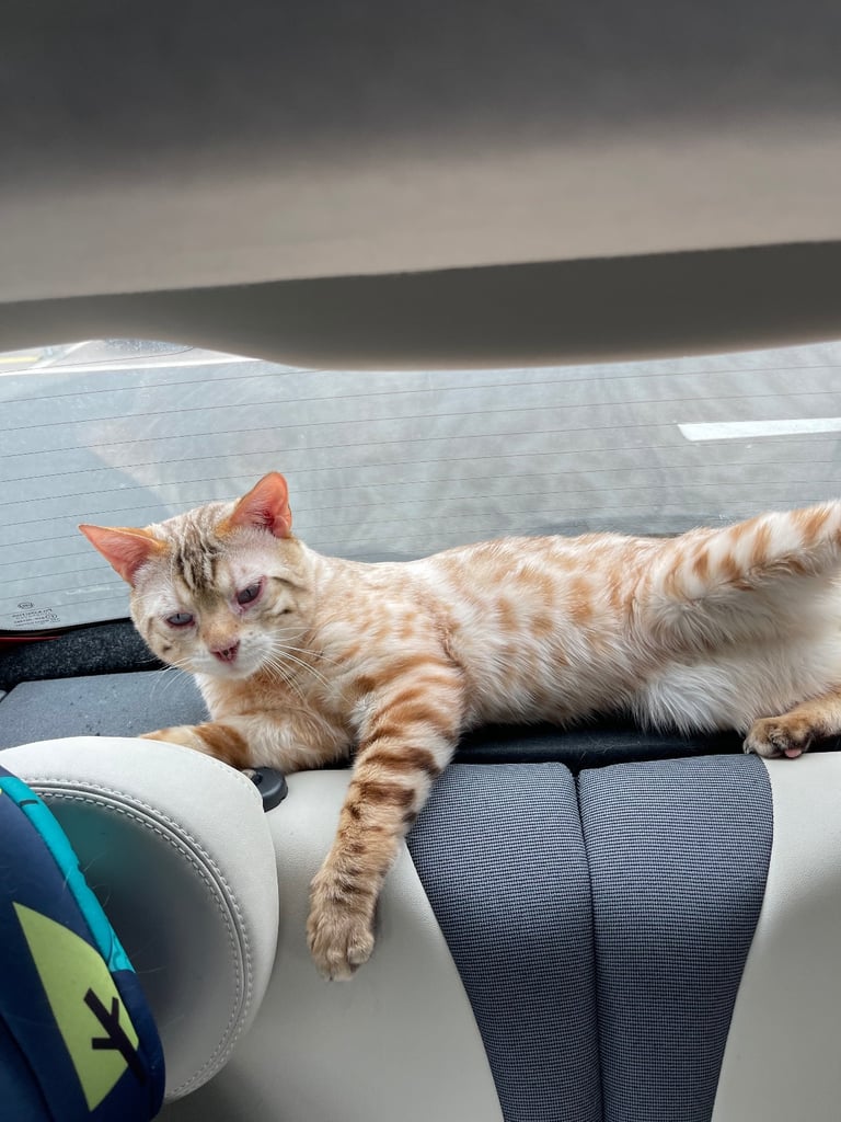 Bengal snowy white male cat 