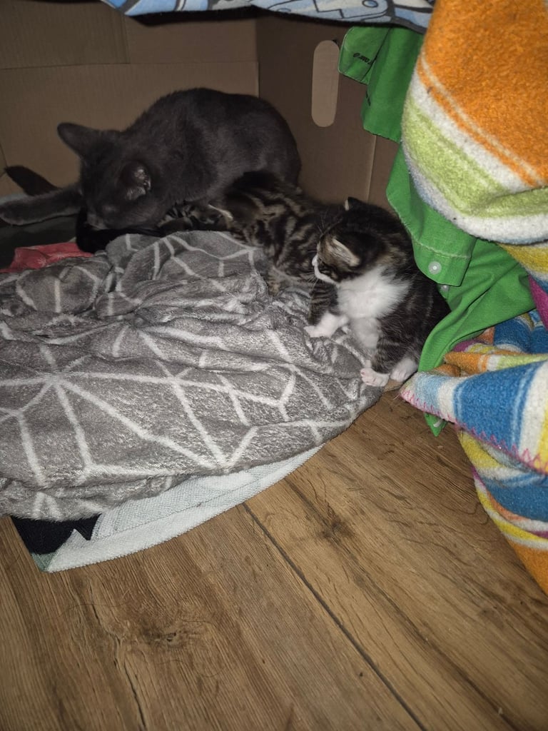 Beautiful kittens ready to go