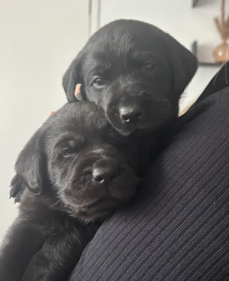 2 black lab boys kc registered 