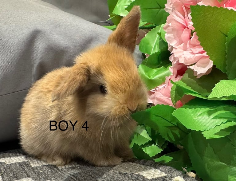 ⭐️ 1 mini lop boy ready to go!!