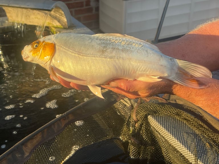 ALLNOW SOLD AND COLLECTED      6 x Large Koi Carp