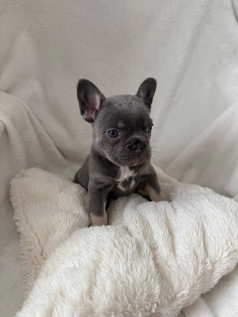 French bull dog puppies 