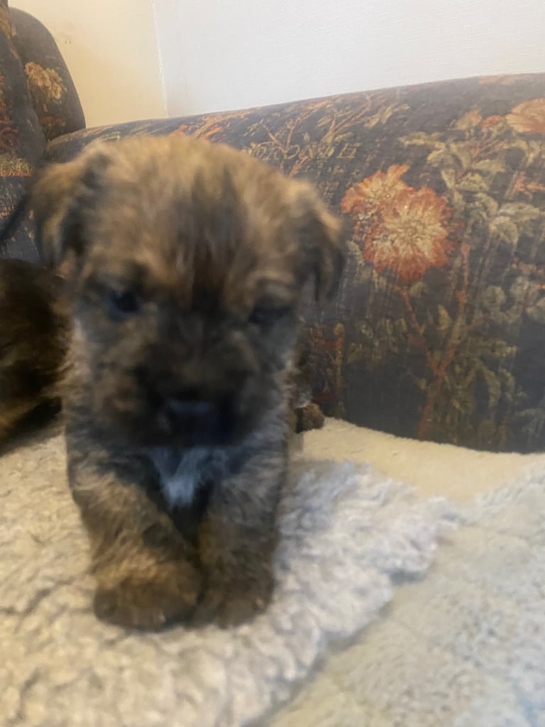 image for Border terrier cross cairn terrier 