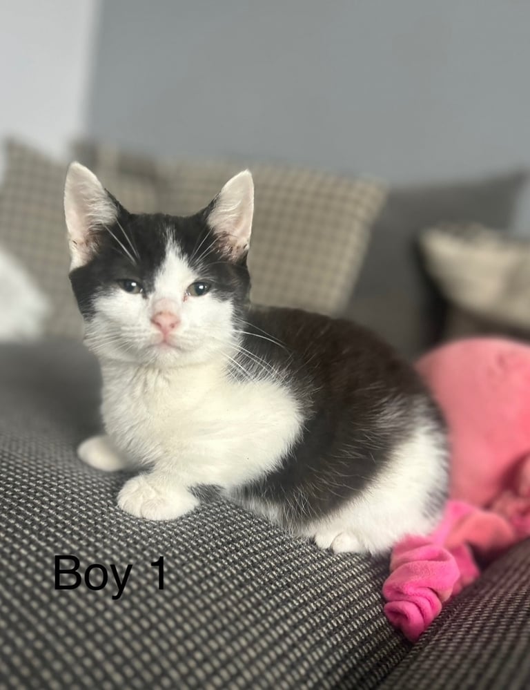 British short haired cross kittens 