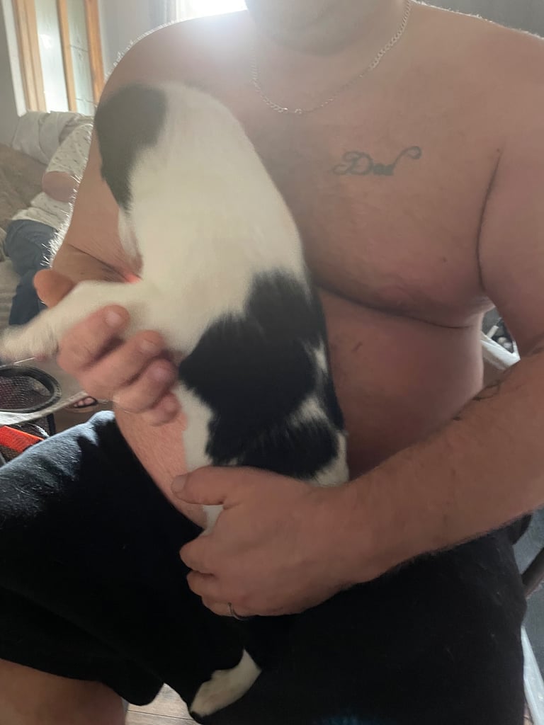 Border collie puppy’s 