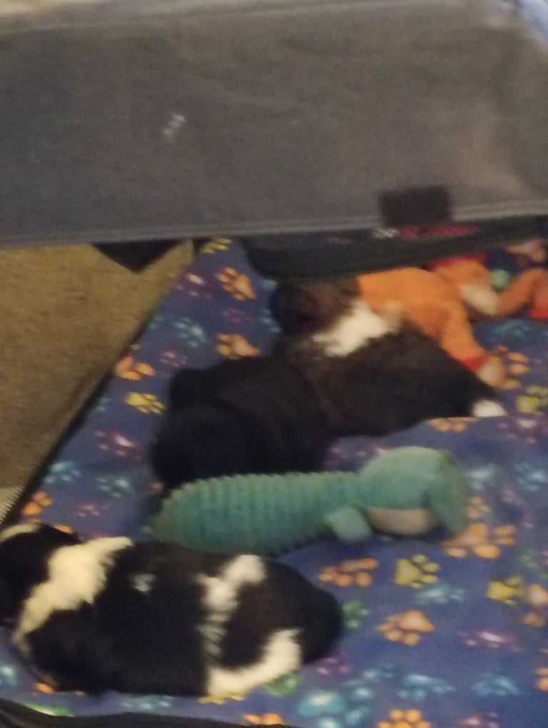 Beautiful full shihzue puppies need five star homes 