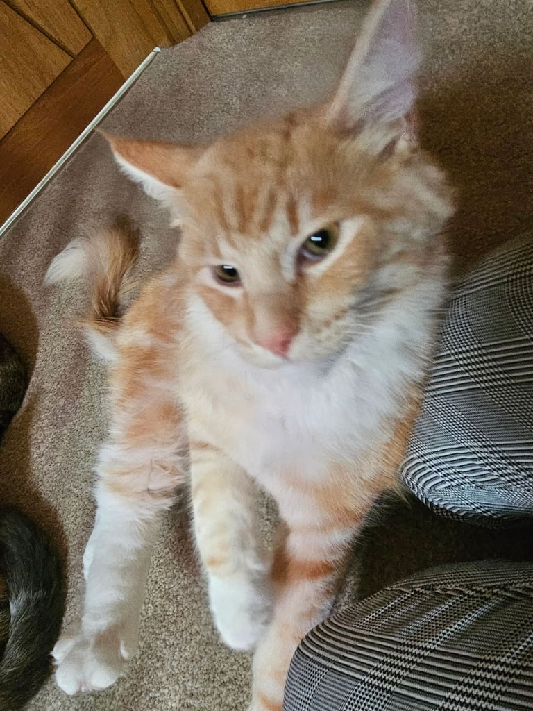 Beautyful siberian kitten looking for a new home for ever.