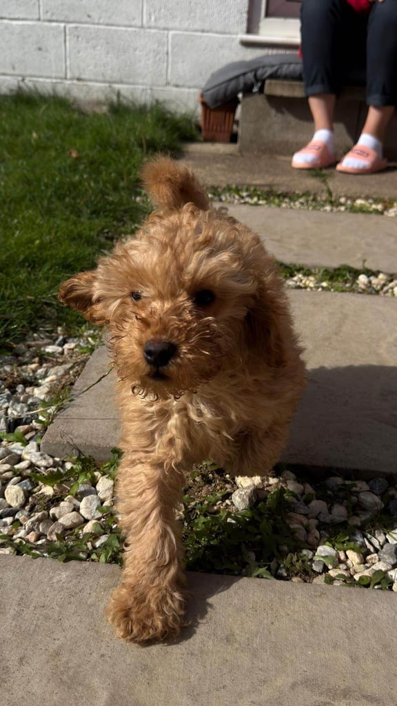 image for Miniature Poodle Puppy – Ready Now
