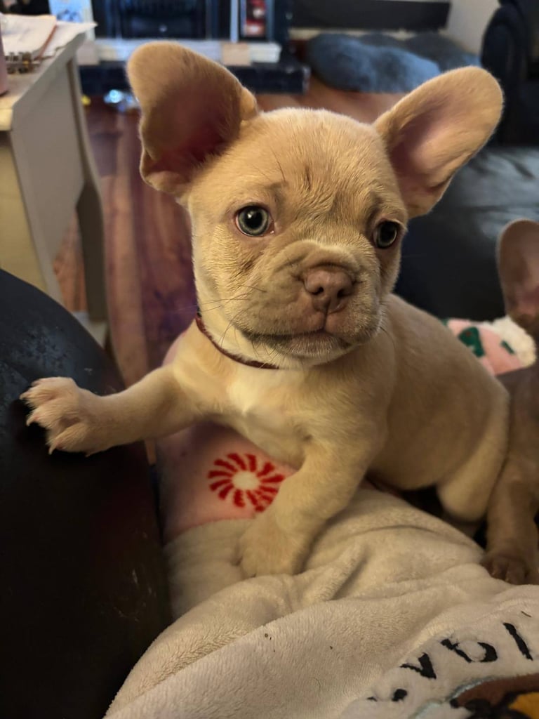 KC registered French bulldog puppies for sale 