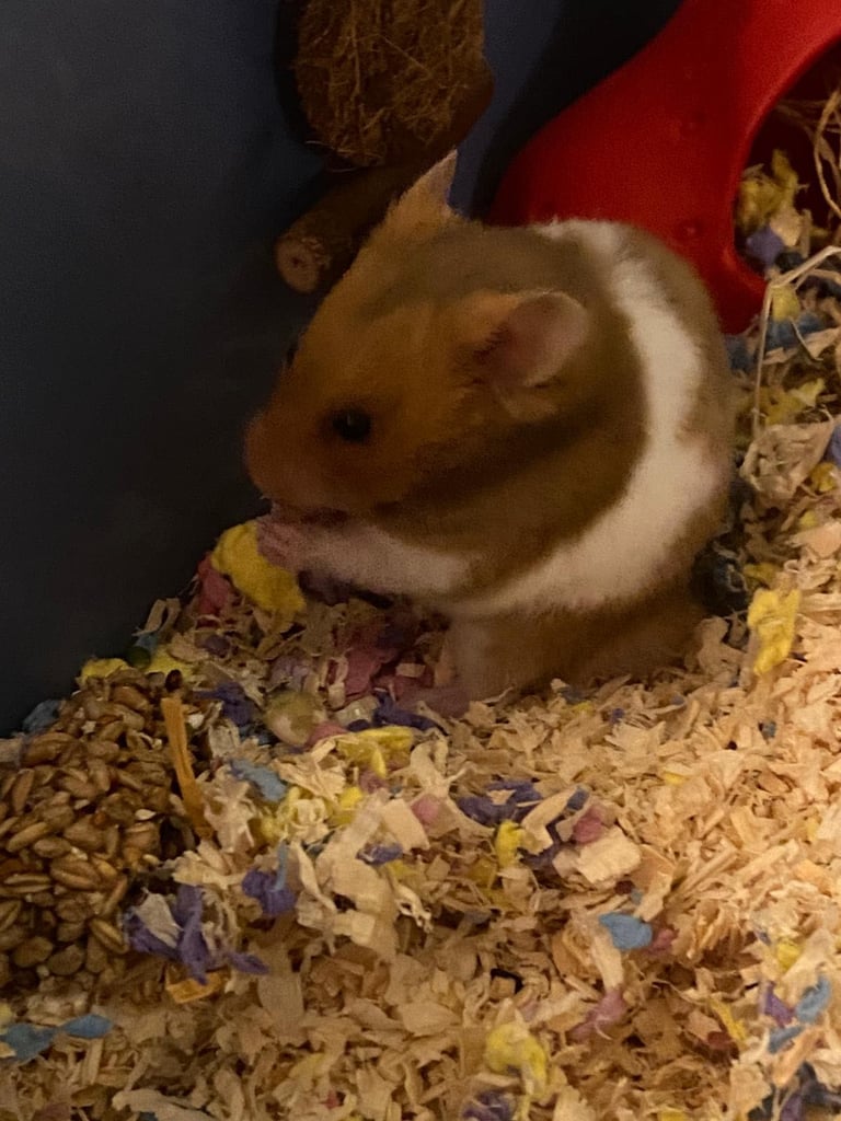 Syrian hamster
