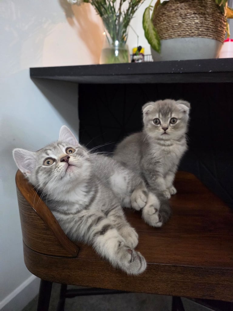 BSH kittens 