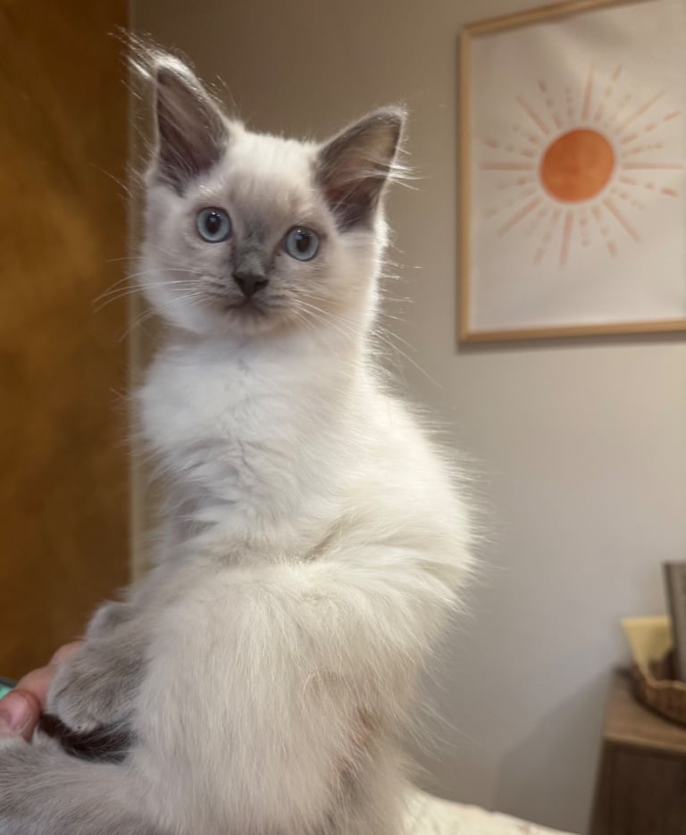 Ragdoll X British Shorthair 12 weeks