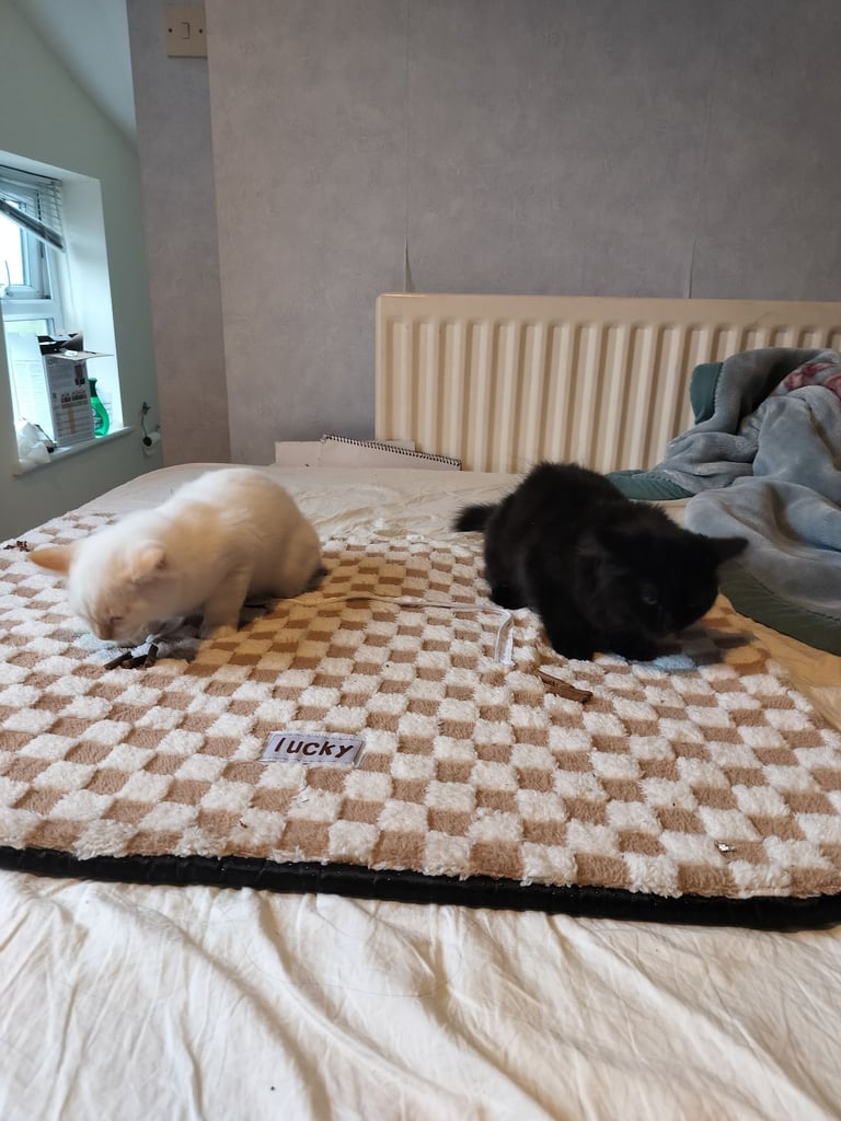 Kittens for sale 