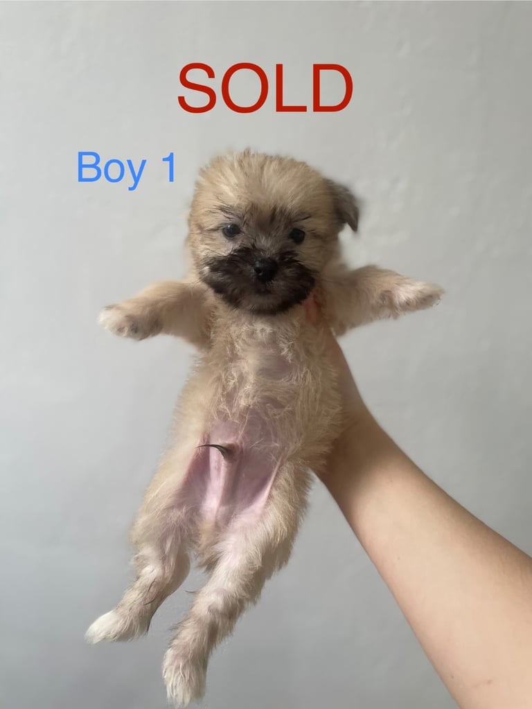 Beautiful Jack-Tzu puppies in Derby