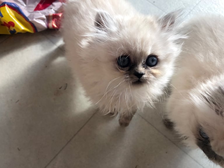 Stunning Persian kittens 