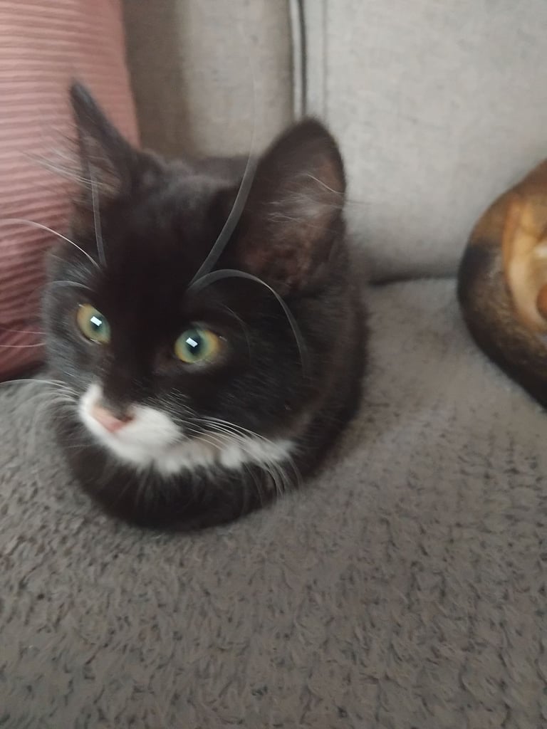 Kittens looking for there forever home