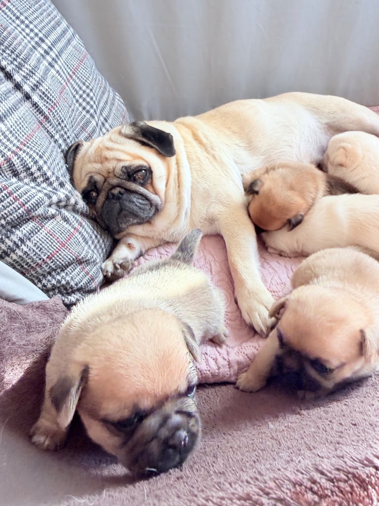 🐾 💕Adorable Puppies for the loving Families 💕🏡