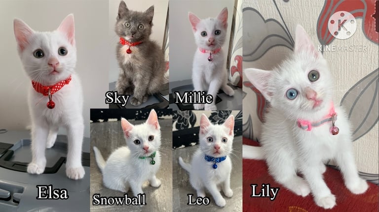 White and Gray Kittens