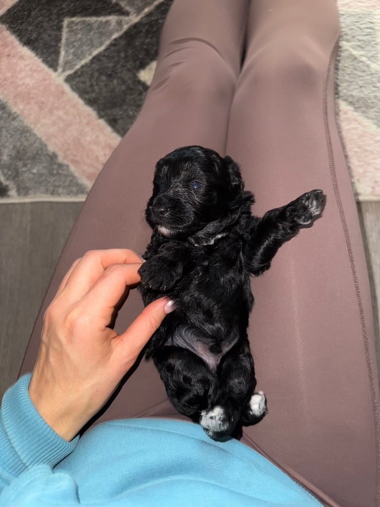 Cavapoo puppies for sale 4 weeks old
