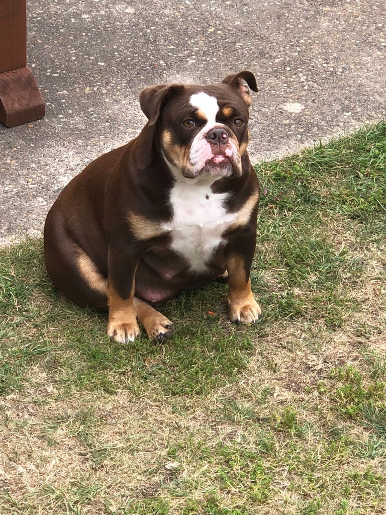 Stunning English Bulldog Puppies 