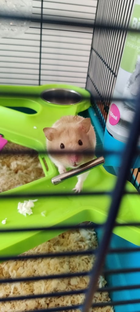 Hamster and Cage