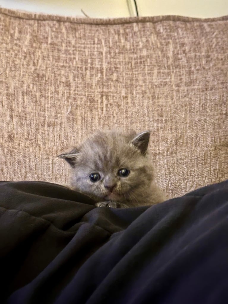 British blue kittens