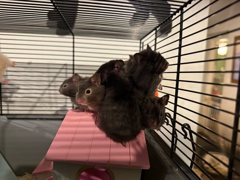 Baby Syrian hamsters 