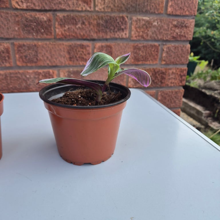 3 tradescantia nanouk baby plants 