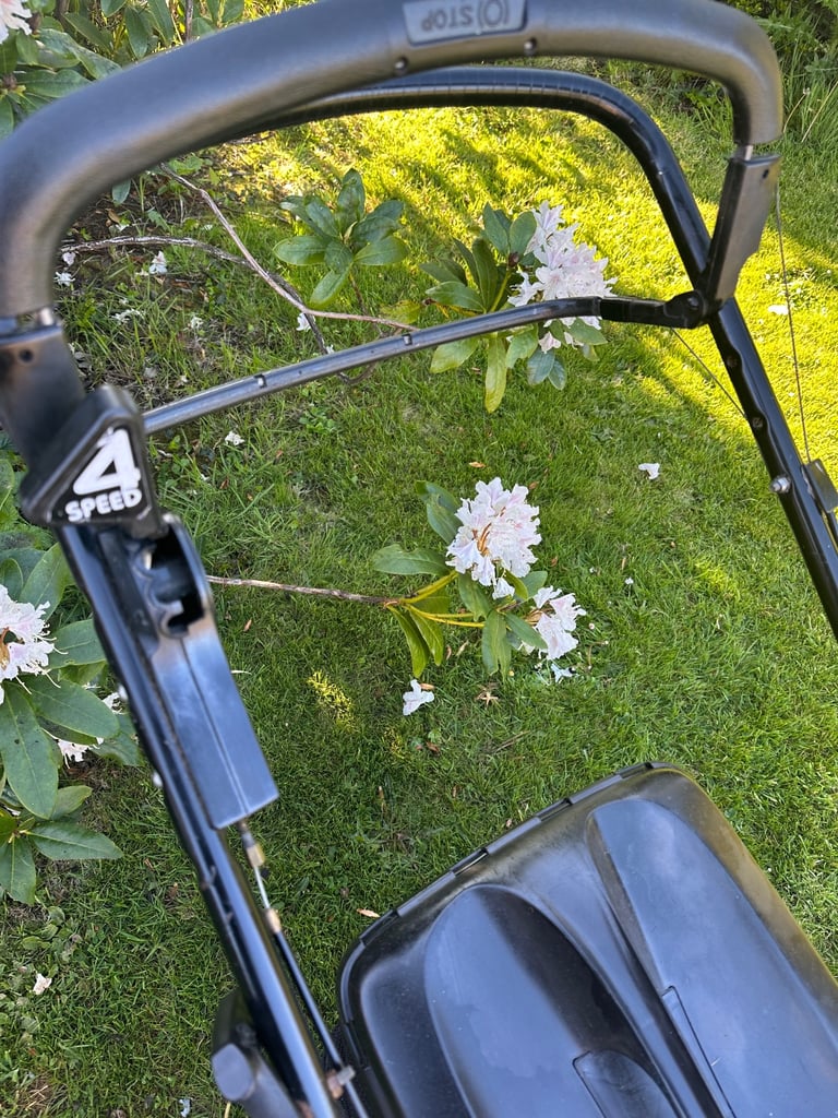 Mountfield 196cc commercial 4speed alloy lawnmower 21”cut Selfdrive mower fully serviced VGC 